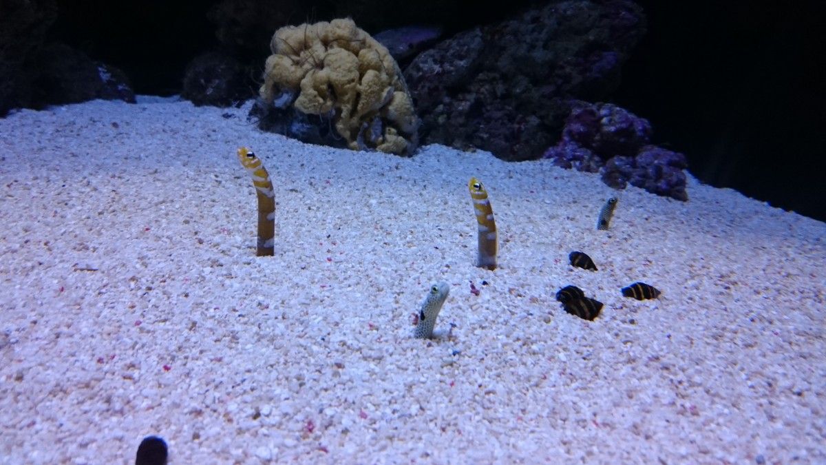 Alfama und das Oceanário