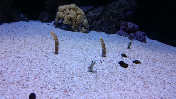 Alfama und das Oceanário